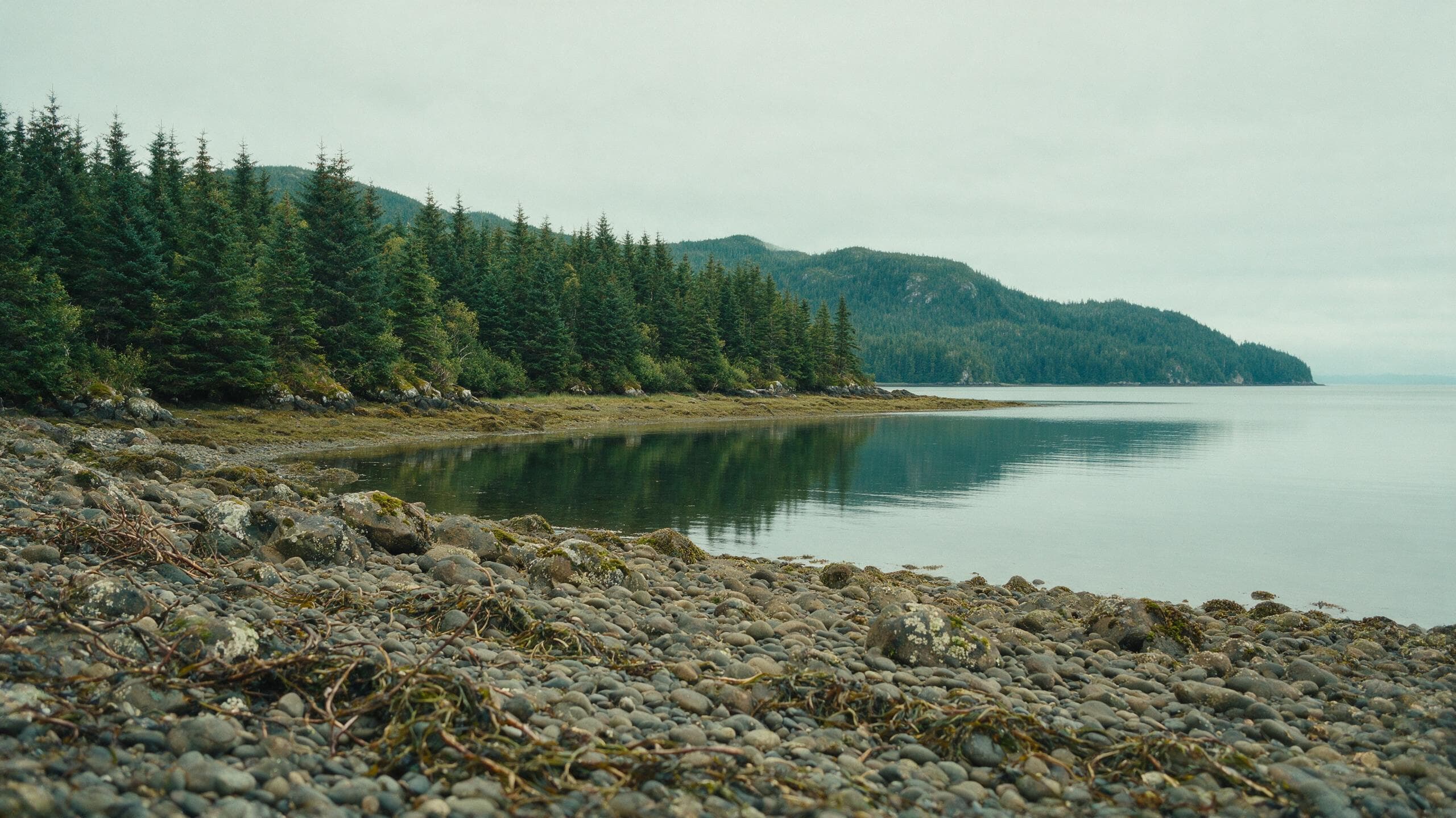 A calm Alaska shoreline, still water meeting a low spruce tree line