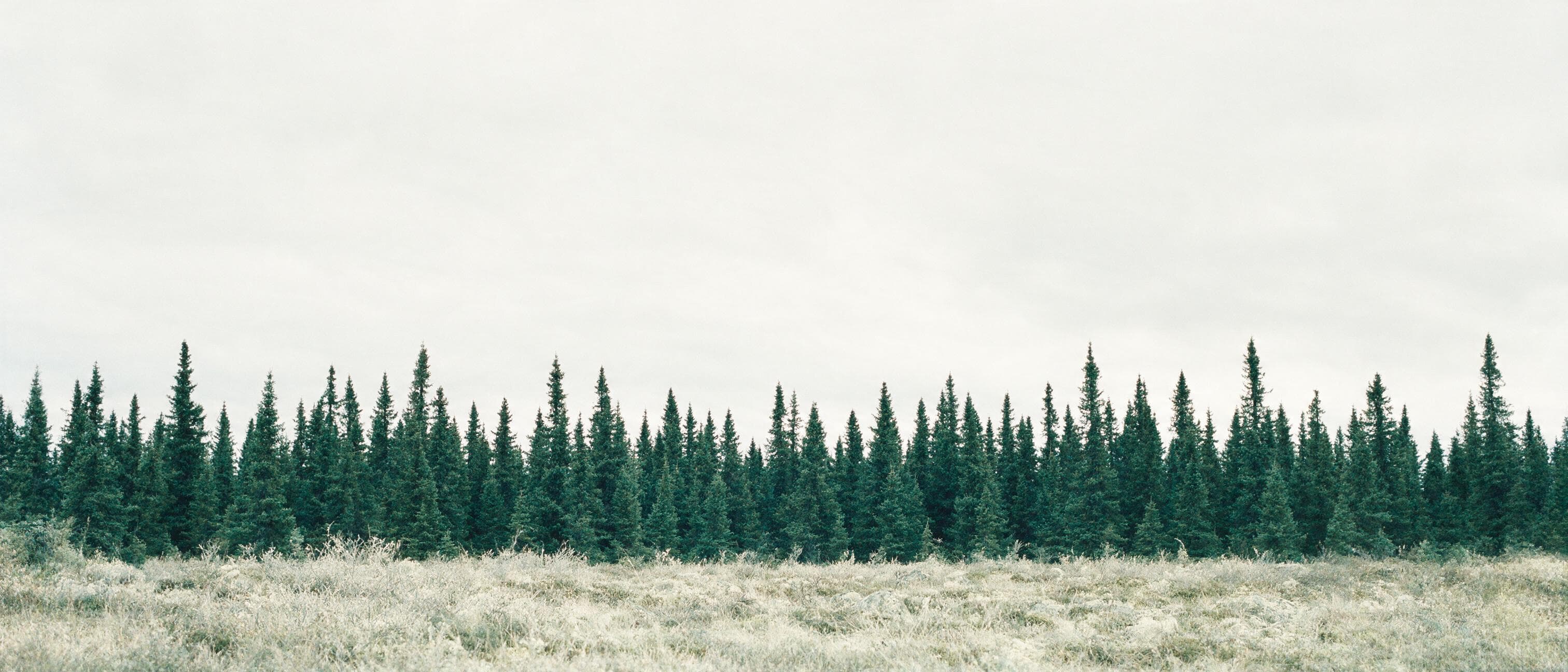 A distant spruce tree line against a pale overcast sky